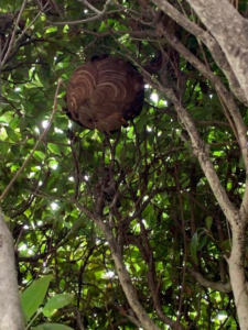 茨城県つくば市 スズメバチ ハチ王