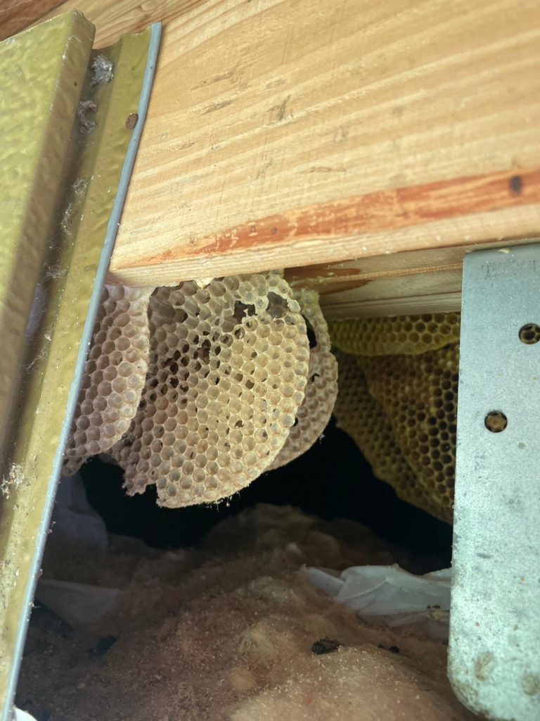 ※実物写真あり【茨城県水戸市】天井裏にハチの巣【ミツバチ】