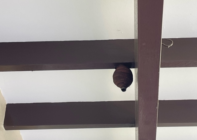 ※実物写真あり【福岡県大牟田市】玄関に巣を作られた【スズメバチ】
