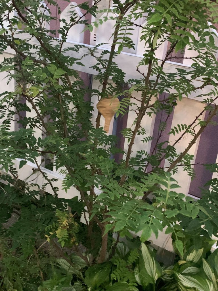 【愛媛県松山市】庭木に巣ができていた【スズメバチ】