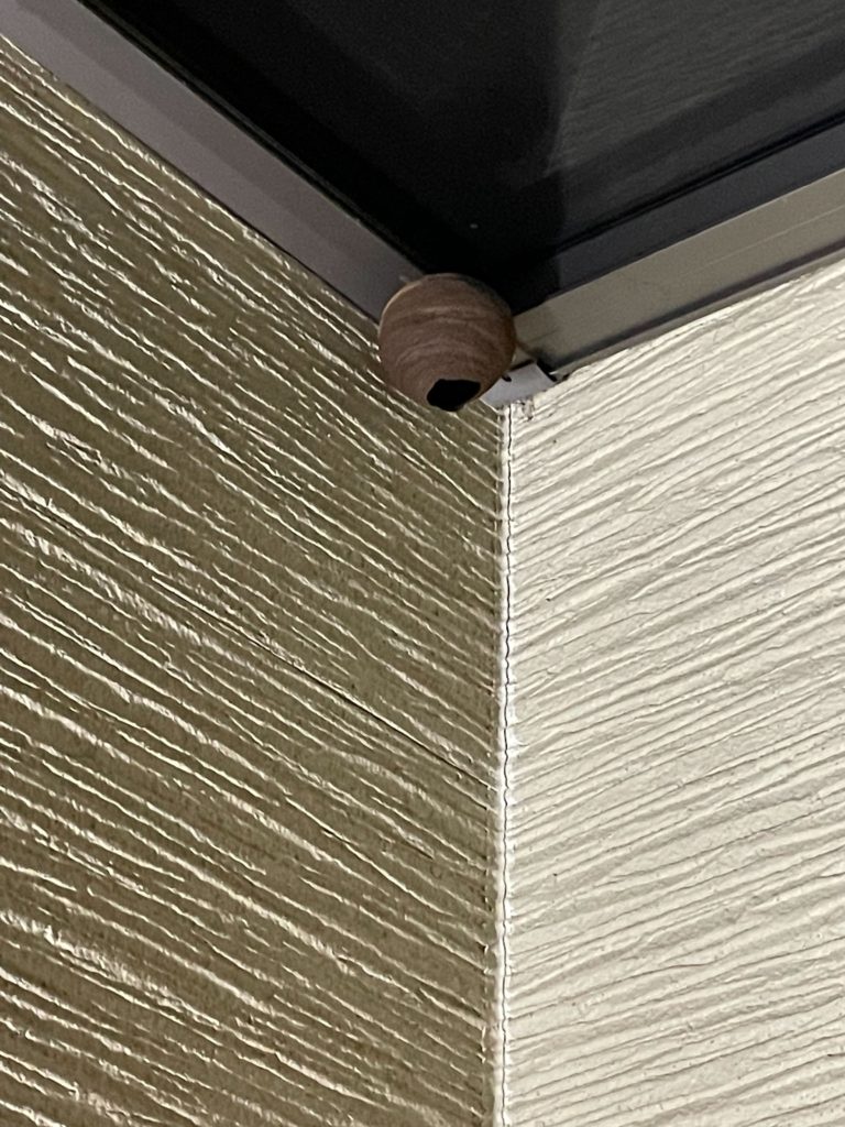 ※実物写真あり【石川県金沢市】玄関のライトの雨どいにハチの巣【コガタスズメバチ】