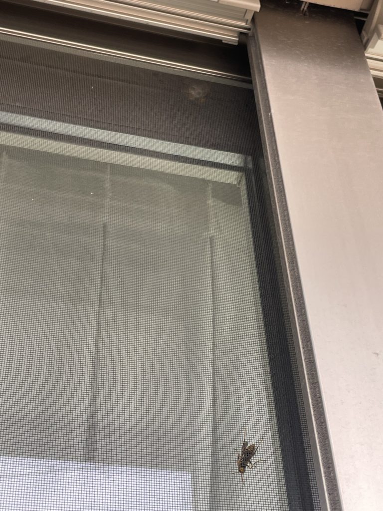 ※実物写真あり【愛知県高浜市】リビングの窓と網戸の間にハチの巣【アシナガバチ】