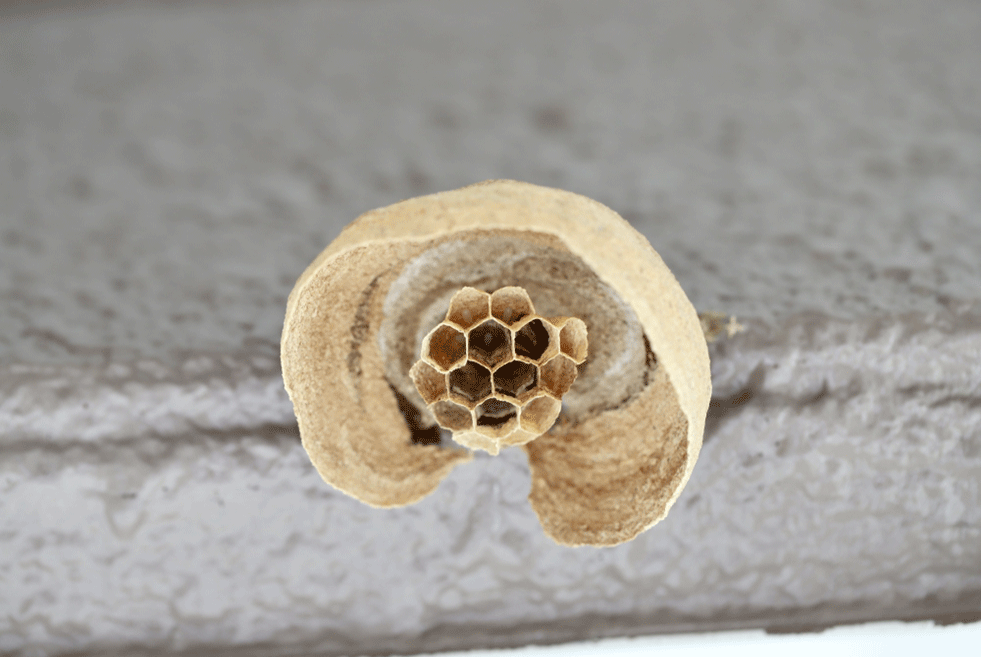 スズメバチの巣の駆除に適した時期