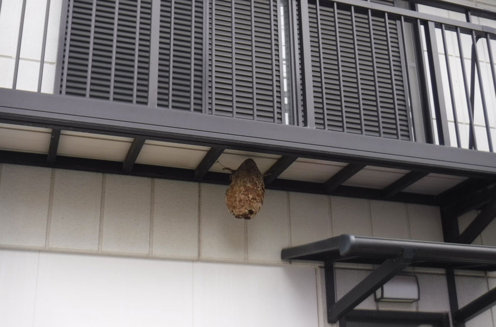 ベランダに蜂の巣がある時の対処法を解説！対策・予防法も