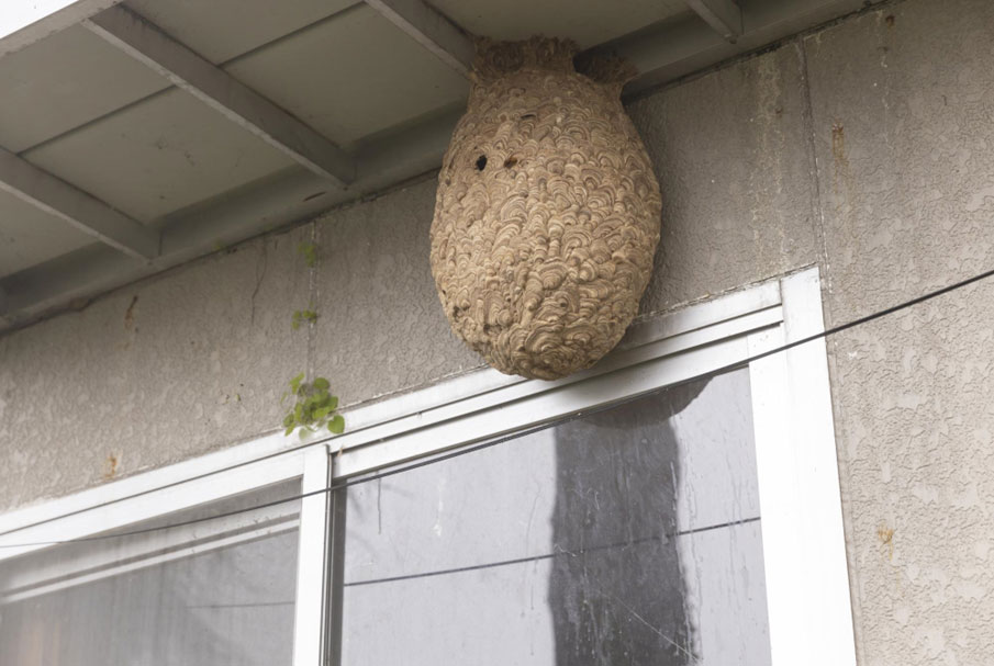 家の周りに蜂の巣がある可能性も？