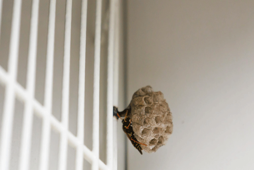 室外機の蜂の巣対策・予防法