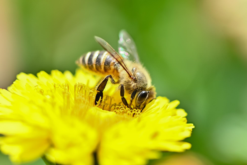 ミツバチの分蜂とは？主な時期や見かけた際の対応など