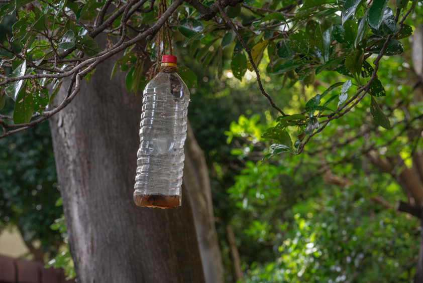 ペットボトルトラップでの蜂駆除とは？