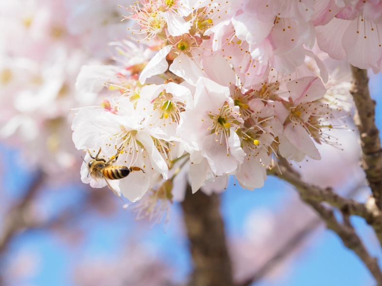 ミツバチの分蜂の主な時期・時間帯