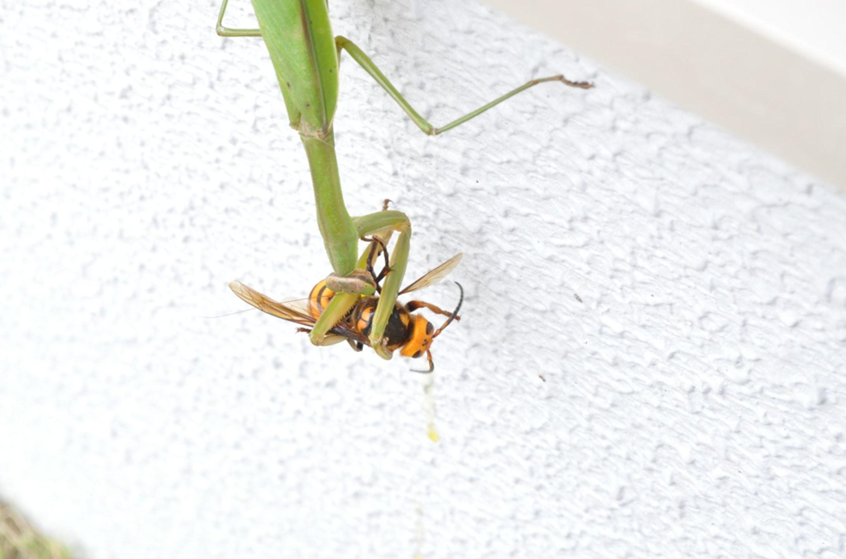 蜂の天敵は駆除に使える？