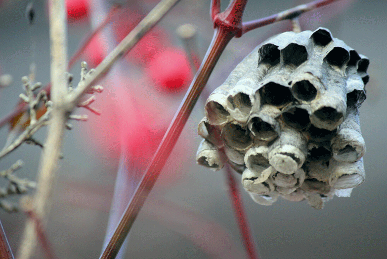 スズメバチ以外の蜂は冬越しする？