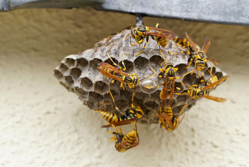 アシナガバチの特徴・生態