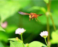 秋のスズメバチは特に危険！対策やNG行動を解説