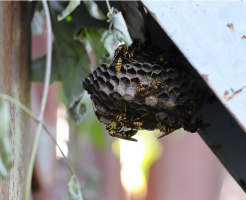 小さい蜂の巣の駆除は簡単？方法・手順や注意点を解説