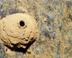 土の塊のような蜂の巣の危険性と駆除方法を解説