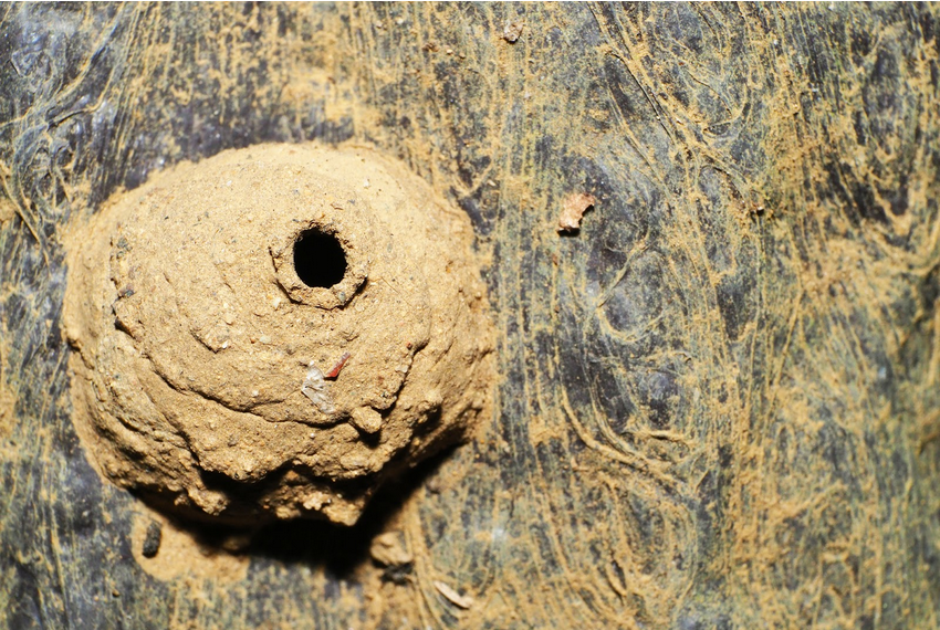 土の塊のような蜂の巣の危険性と駆除方法を解説