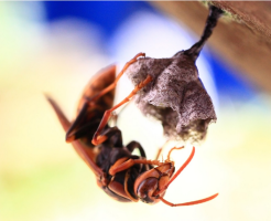 アシナガバチの退治方法を解説！巣の駆除についても