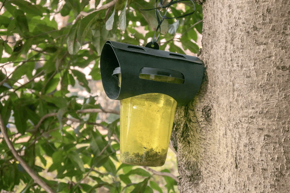 スズメバチの捕獲器とは？