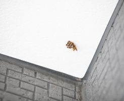 玄関に蜂の巣がある場合には早急な対応が必要！取るべき行動を解説