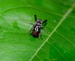 虻（アブ）と蜂（ハチ） の違いって？生態や見分け方を紹介