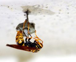 女王蜂と働き蜂の違いって？役割や生態を解説