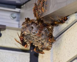 【蜂対策グッズ】屋外・屋内で役立つアイテムや活用方法を紹介