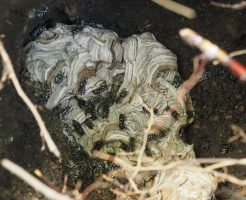地蜂（クロスズメバチ）とは？特徴・生態や巣の駆除方法を解説