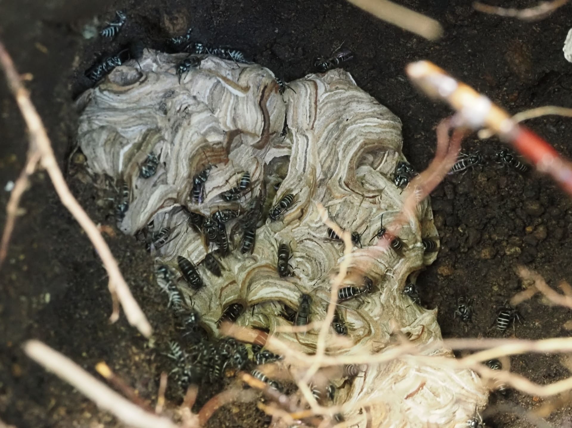 地蜂（クロスズメバチ）とは？特徴・生態や巣の駆除方法を解説