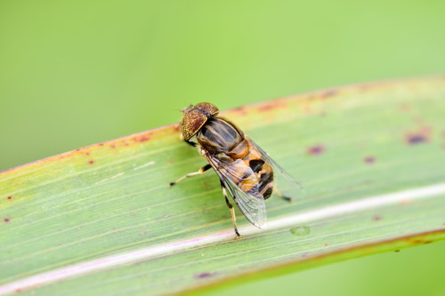 虻（アブ）と蜂（ハチ） の違い

