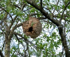 隣の家に蜂の巣ができたらどうするべき…？対応・伝え方などを解説
