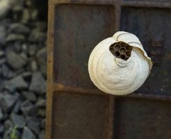蜂の巣は壊してもまた作られる？再発防止のコツを解説