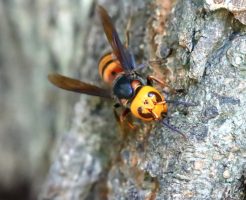 白い服だと蜂は寄ってこない？危険な色・服装は…