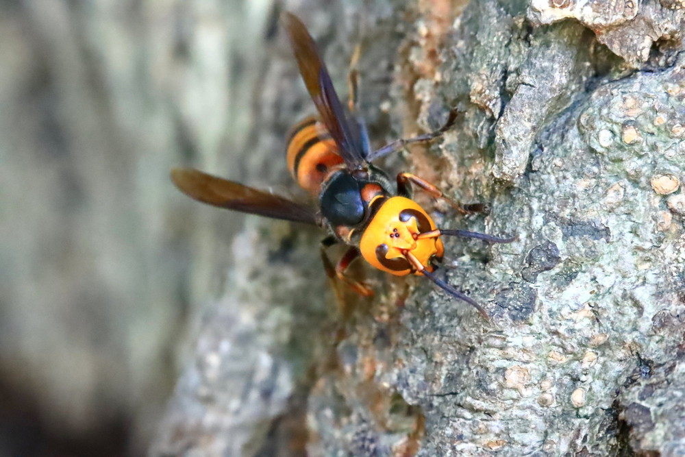 白い服だと蜂は寄ってこない？危険な色・服装は…